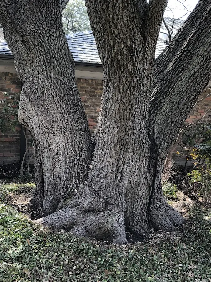 Mature heritage tree close to a Alsea property cared for by certified arborists